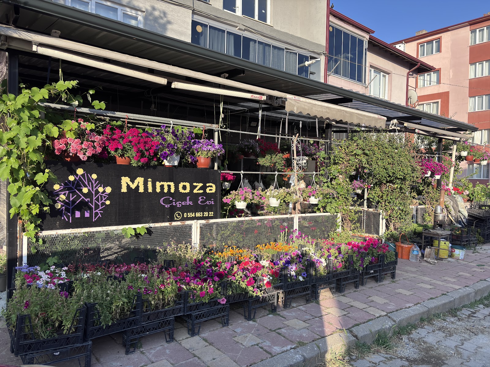 Söğüt Mimoza Çiçek Evi (canlı, Yapay Buket, Saksılı Çiçek, Düğün Sünnet Araba Süsleme, Çelenk ) Adrese Teslimat Yapılır. kır düğünü mekanı — Söğüt